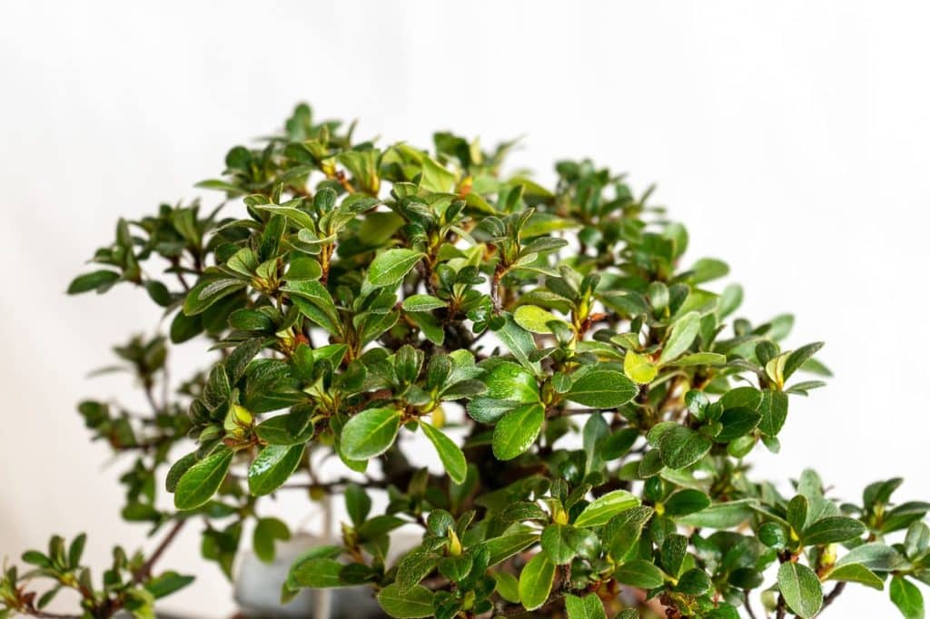 Fall color on satsuki azaleas Bonsai Tonight