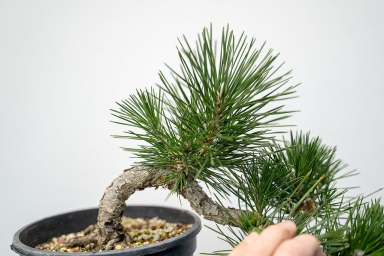 Developing Cascade Black Pine - Bonsai Tonight