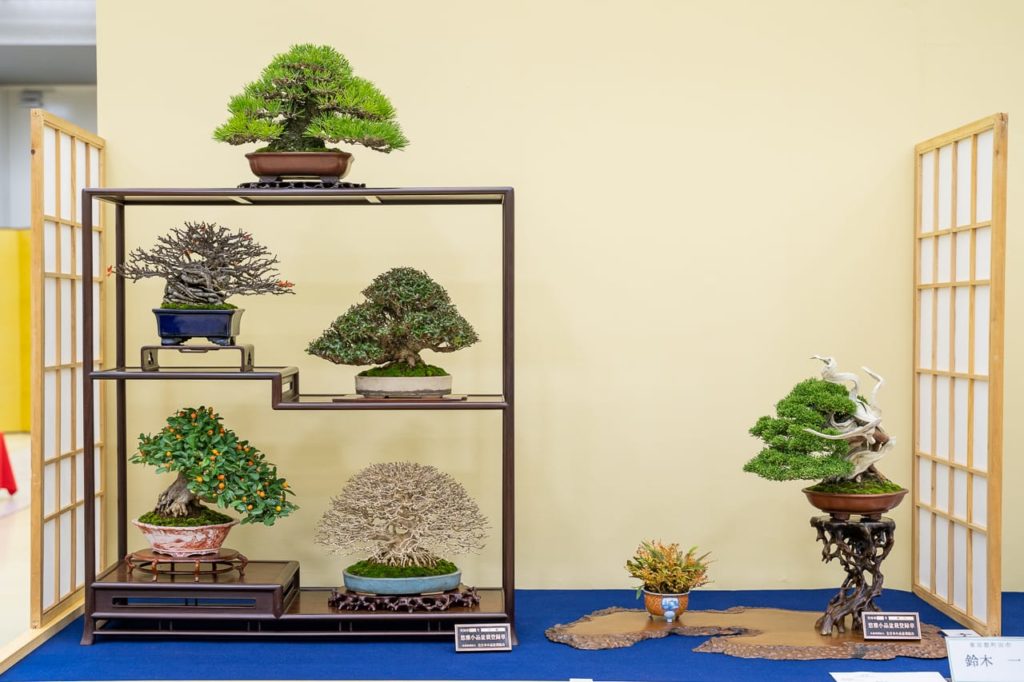 Anatomy of a shohin display Bonsai Tonight
