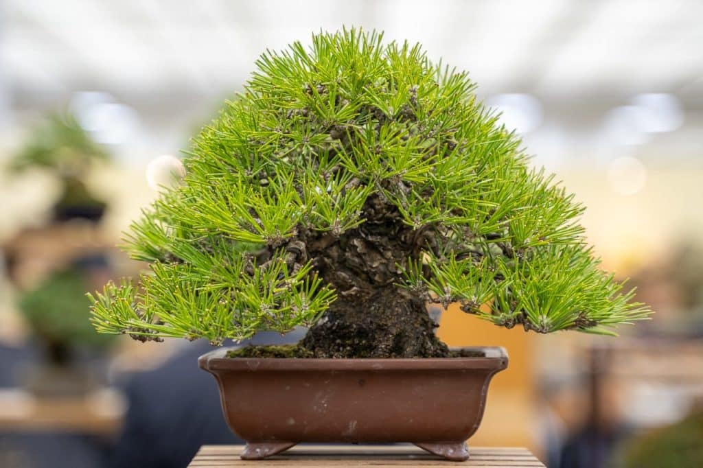 Bonsai from the Gafu-ten sales area - Bonsai Tonight