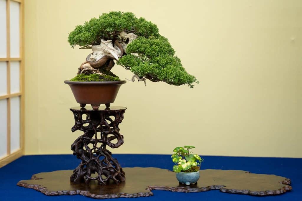 Combining elements to balance shohin displays - Bonsai Tonight