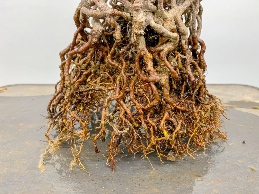 Repotting exposed root satsuki azalea bonsai Bonsai Tonight