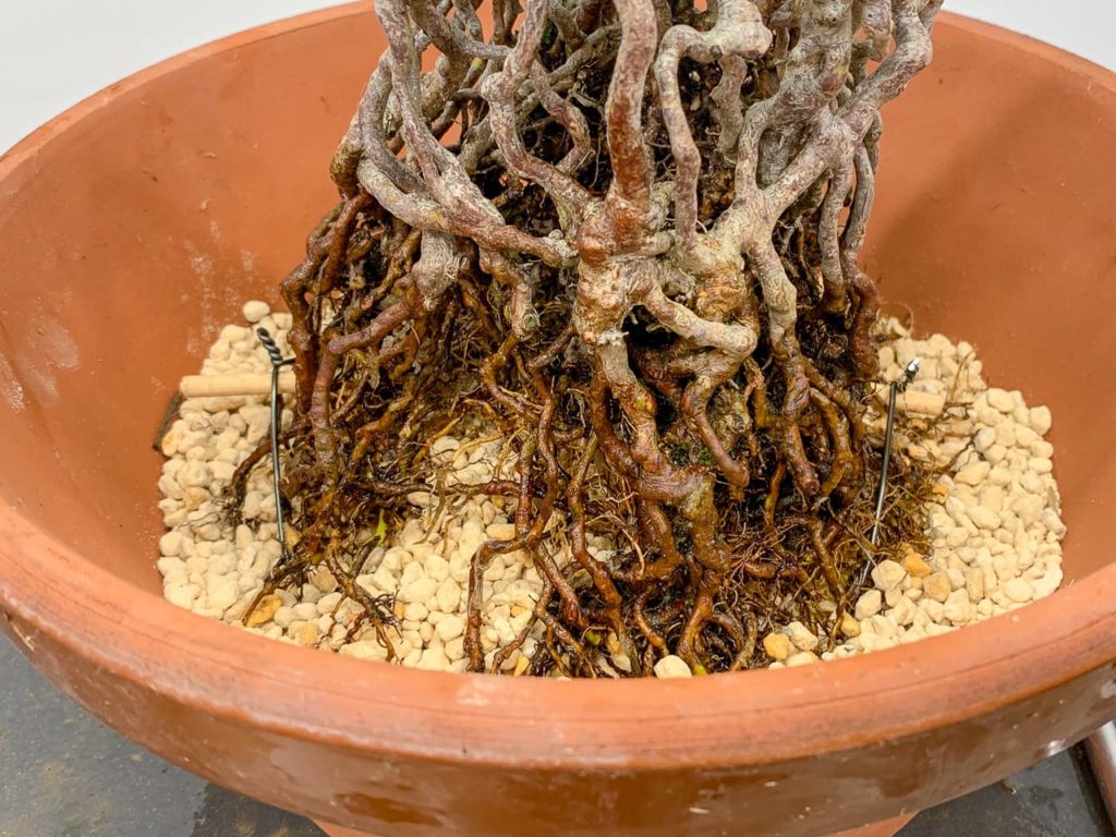 Repotting Exposed Root Satsuki Azalea Bonsai - Bonsai Tonight