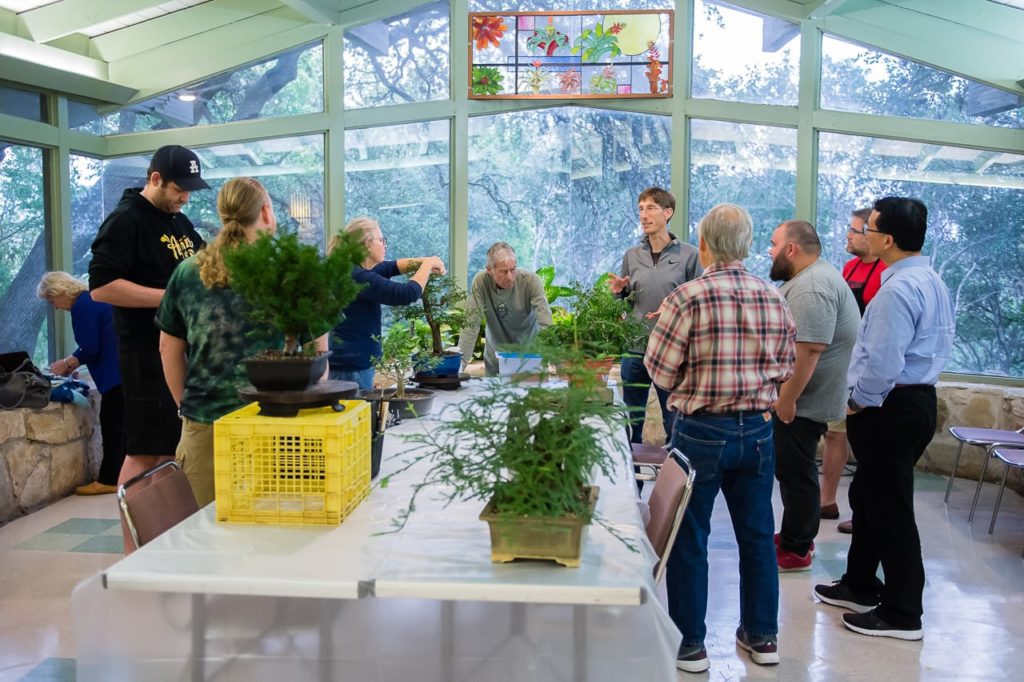 A thousand posts and counting ten years of Bonsai Tonight Bonsai