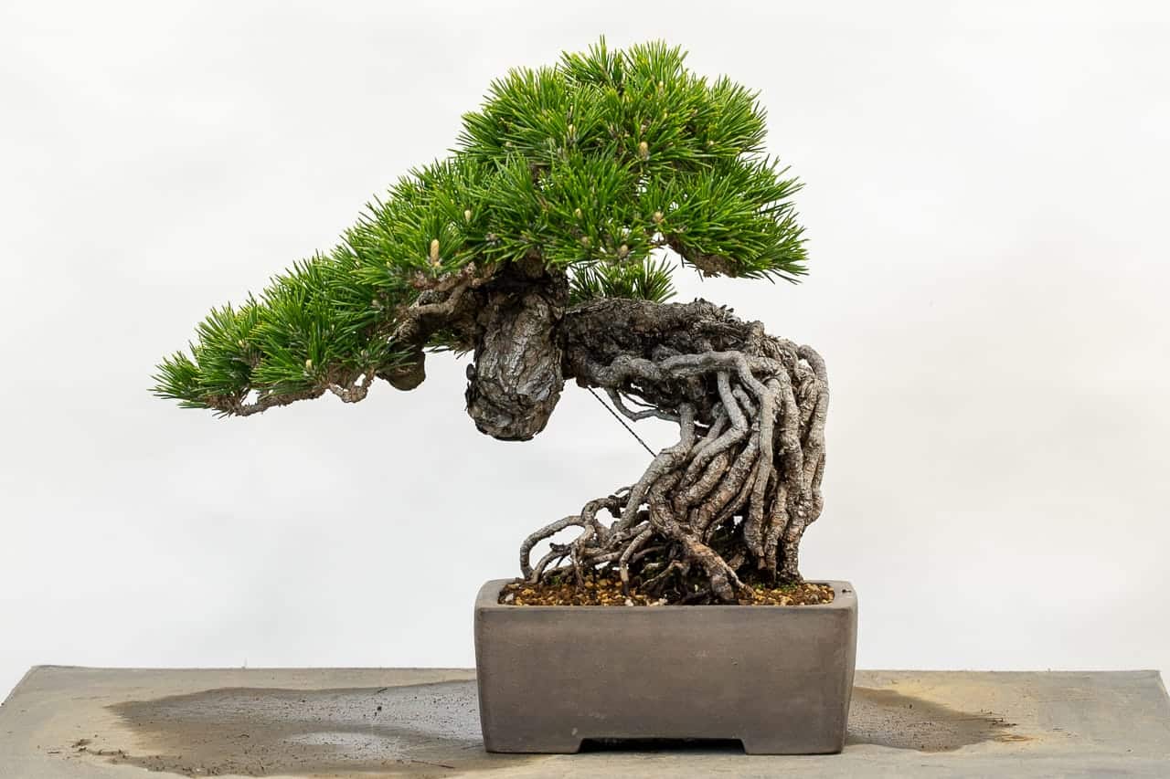 New Pot For An Exposed Root Black Pine Bonsai Tonight
