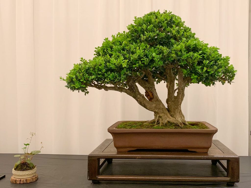 Prize-winning Bonsai at Bonsai on the Bayou: An American Bonsai Summit ...