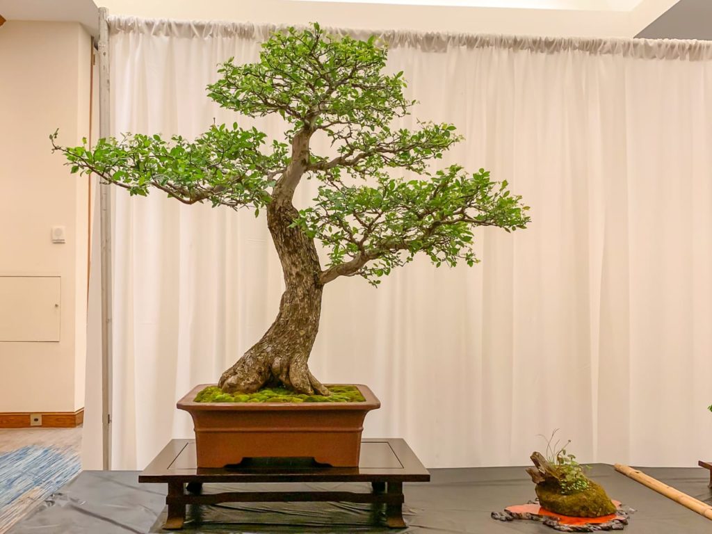 Prizewinning Bonsai at Bonsai on the Bayou An American Bonsai Summit