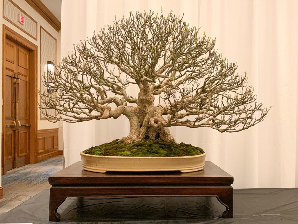 Prizewinning Bonsai at Bonsai on the Bayou An American Bonsai Summit