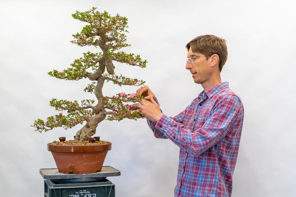 A thousand posts and counting ten years of Bonsai Tonight Bonsai Tonight