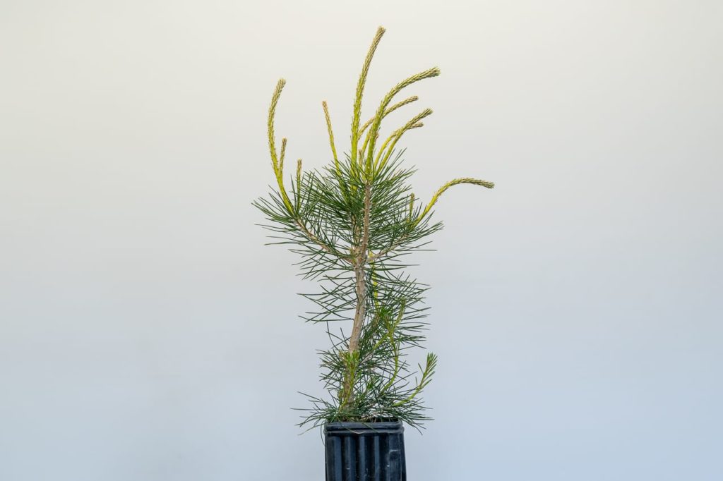 Watch out for wilting candles on young pines - Bonsai Tonight