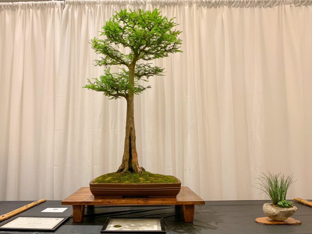 Prizewinning Bonsai at Bonsai on the Bayou An American Bonsai Summit
