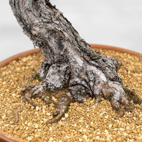 Initial branch refinement on Japanese black pine - Bonsai Tonight