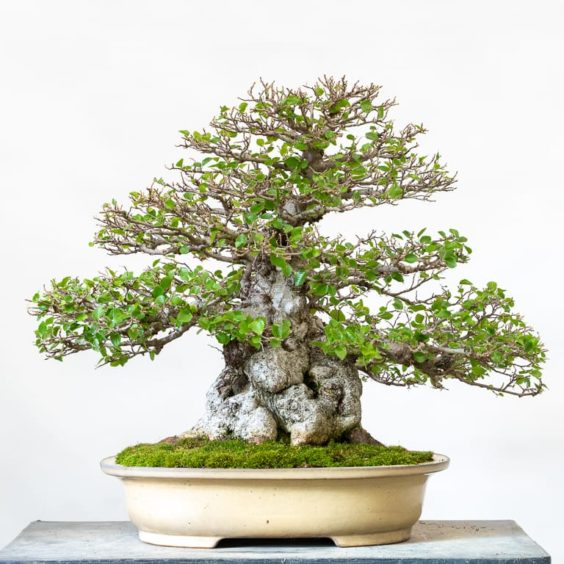 Spring maintenance for a refined Korean hornbeam - Bonsai Tonight