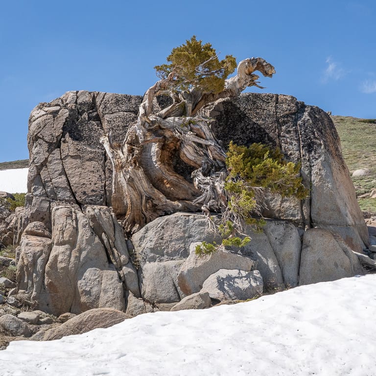 Sierra juniper growing out of granite