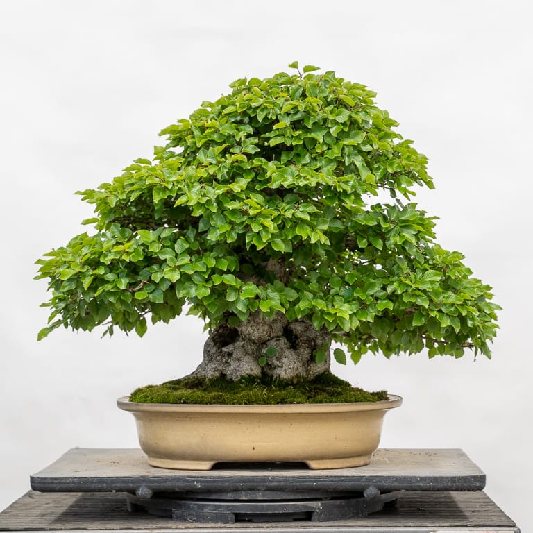 Korean hornbeam bonsai