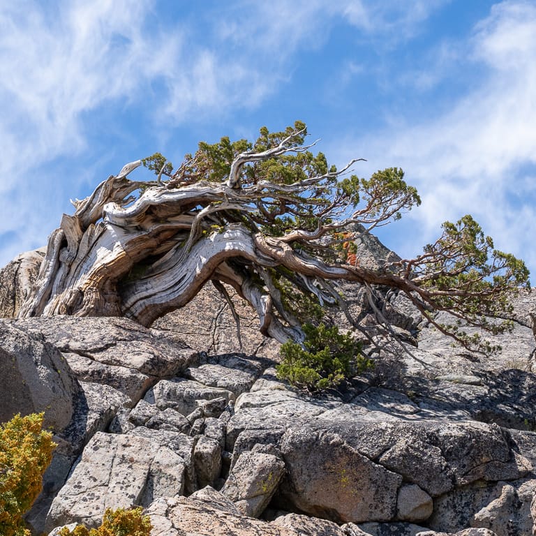 A natural semi-cascade Sierra juniper