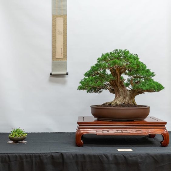 Bonsai on display at Sei Boku Bonsai Kai's 36th annual exhibit - Bonsai ...