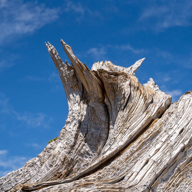 Pointed deadwood
