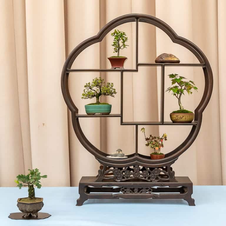 Shohin bonsai display
