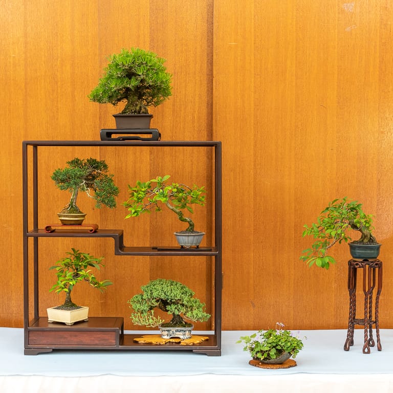 Shohin bonsai display