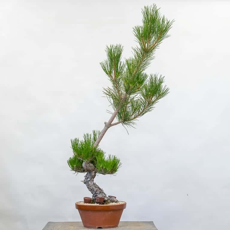 15 year old pine