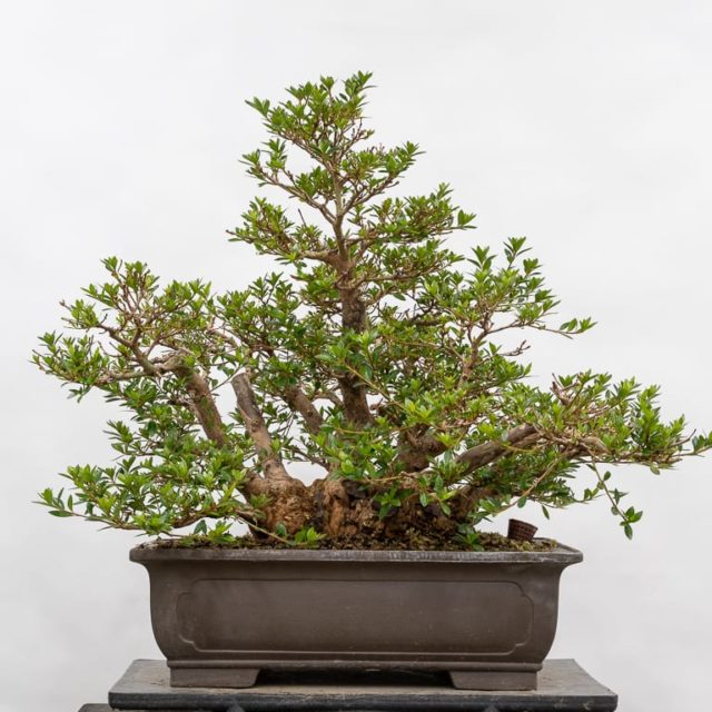 Top 5 tips for keeping azalea bonsai healthy - Bonsai Tonight