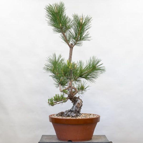 Bonsai Development Series #16: Developing the trunk with multiple ...