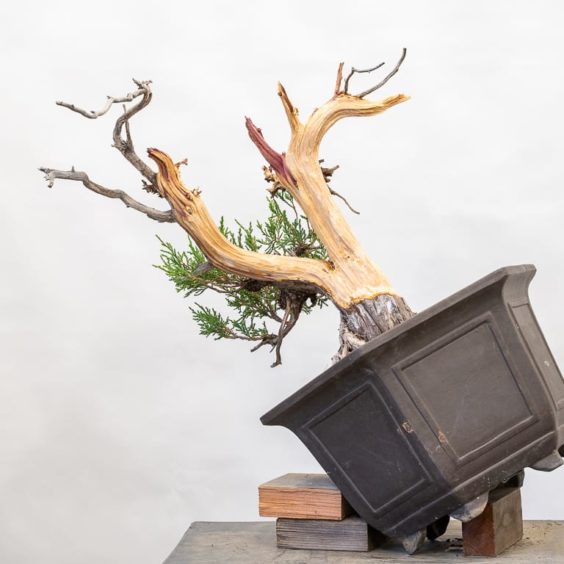 Initial Styling On A Rocky Mountain Juniper - Bonsai Tonight