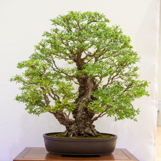 Redwood Empire Bonsai Society’s 36th annual show - Bonsai Tonight