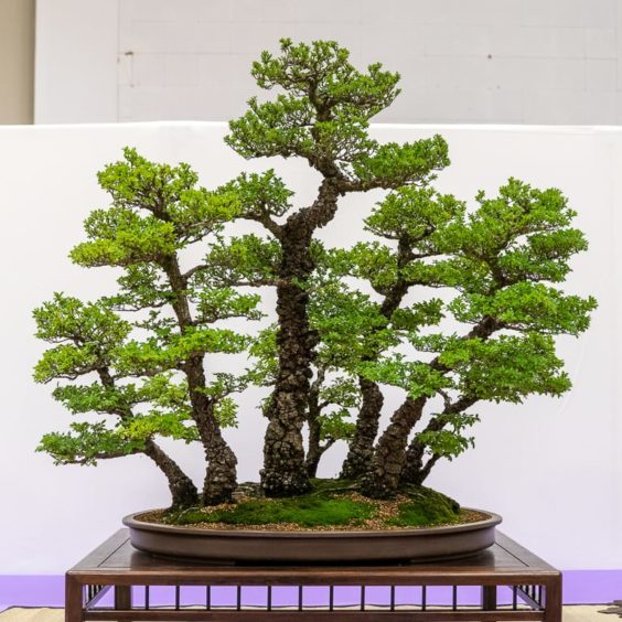 Redwood Empire Bonsai Society’s 36th annual show - Bonsai Tonight