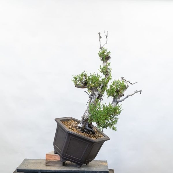 Initial styling on a Rocky Mountain juniper - Bonsai Tonight