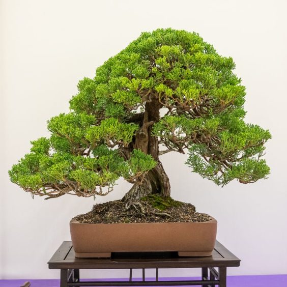 Redwood Empire Bonsai Society’s 36th annual show - Bonsai Tonight