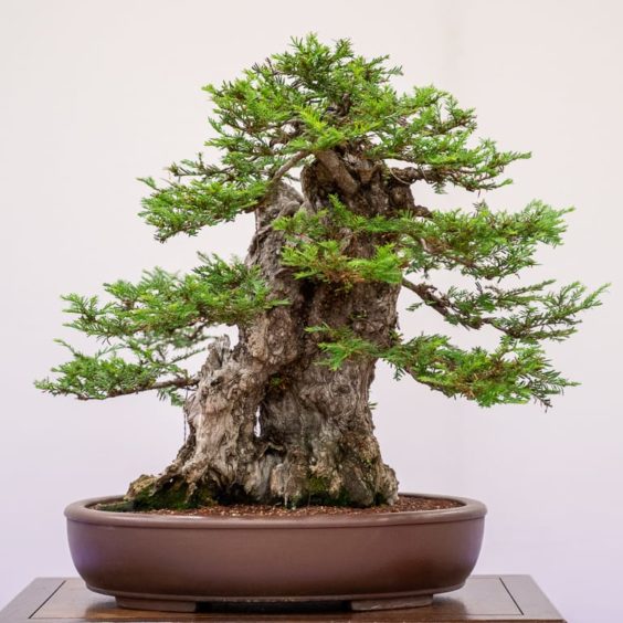 Redwood Empire Bonsai Society’s 36th annual show - Bonsai Tonight