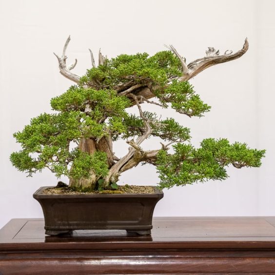 Redwood Empire Bonsai Society’s 36th annual show - Bonsai Tonight