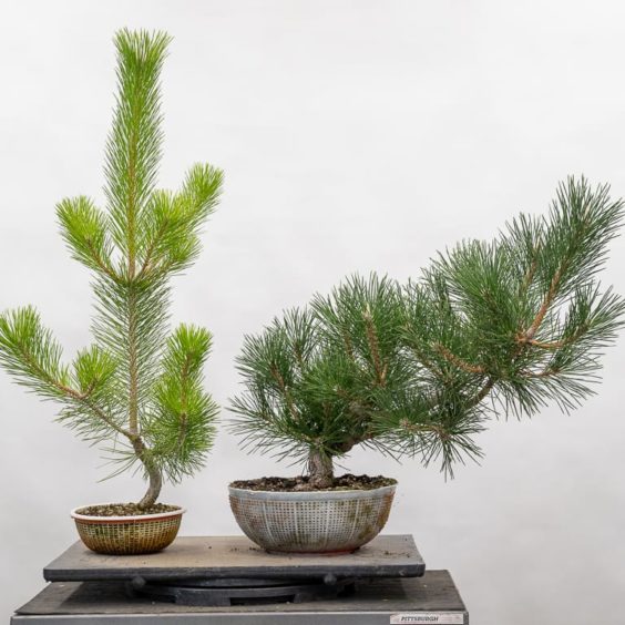 Why are my pines yellow? Bonsai Tonight