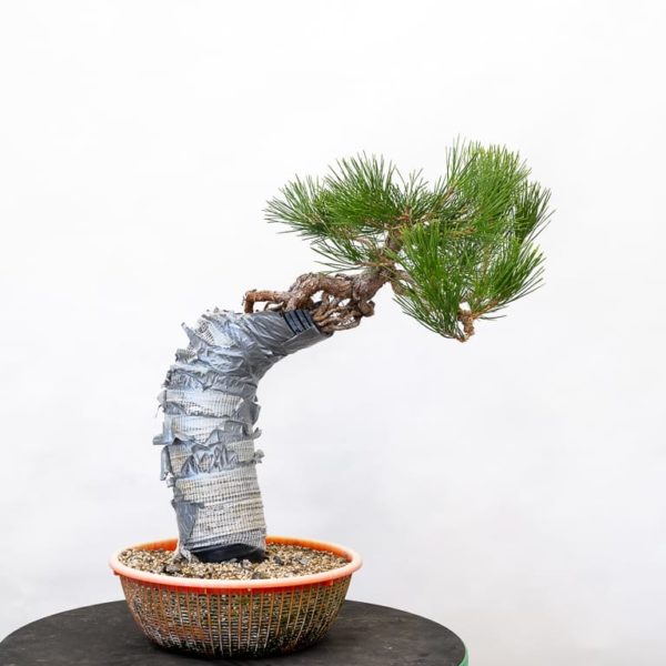 Bonsai Development Series 17 Thin foliage to preserve interior shoots