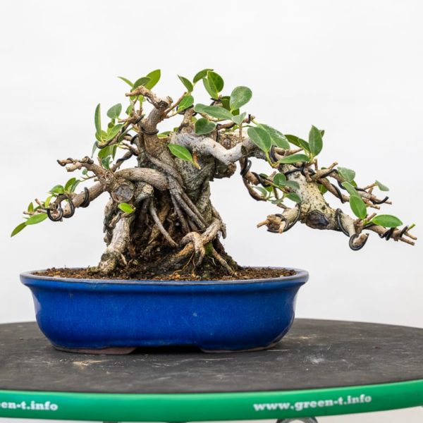 Cutback and wiring a Green Island ficus Bonsai Tonight