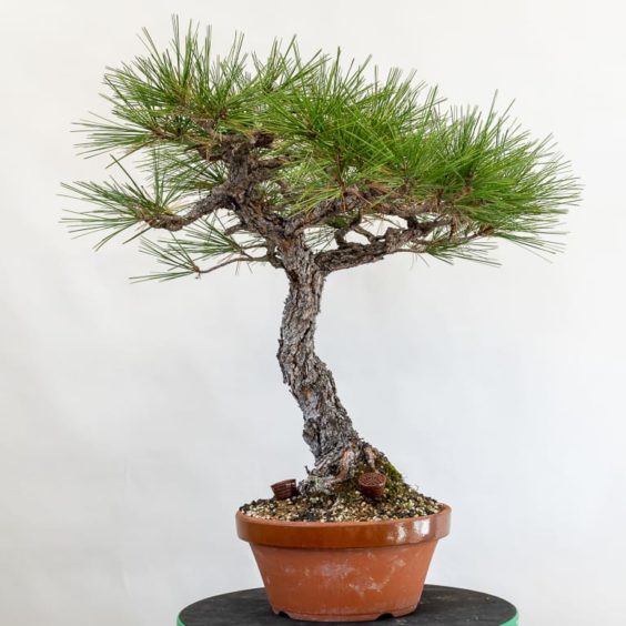 Restoring health to an old Jeffrey pine - update and fall work - Bonsai ...