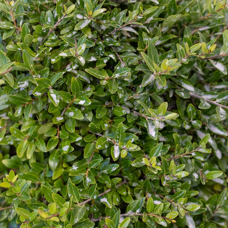 Fertilizer residue on holly leaves