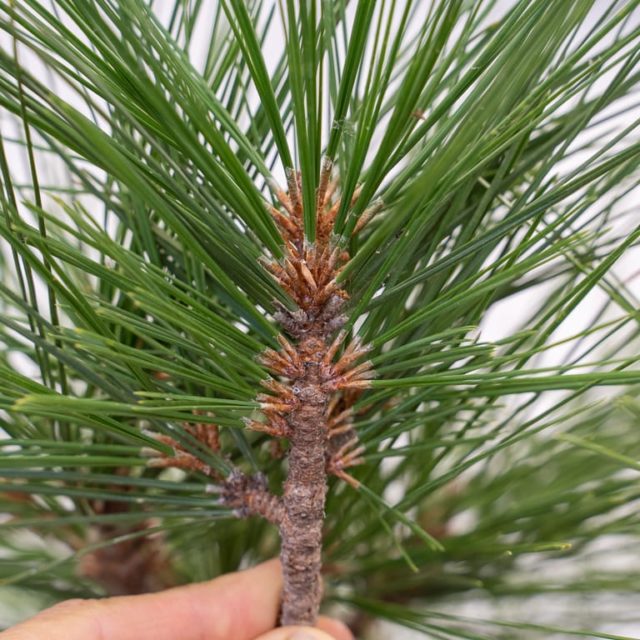 Restoring health to an old Jeffrey pine - update and fall work - Bonsai ...