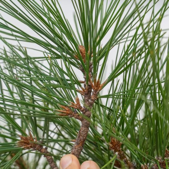 Restoring health to an old Jeffrey pine - update and fall work - Bonsai ...