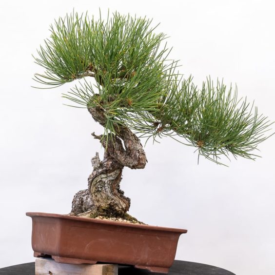 Initial styling on a Ponderosa pine - Bonsai Tonight