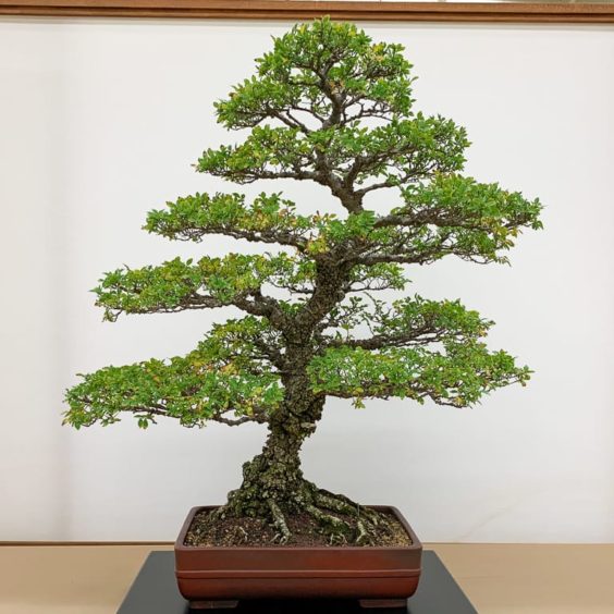 Highlights from Yamato Bonsai Kai's 48th annual exhibition - Bonsai Tonight