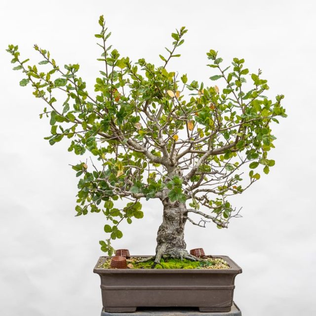 Branch development on Coast Live Oak - results after 8 months - Bonsai ...