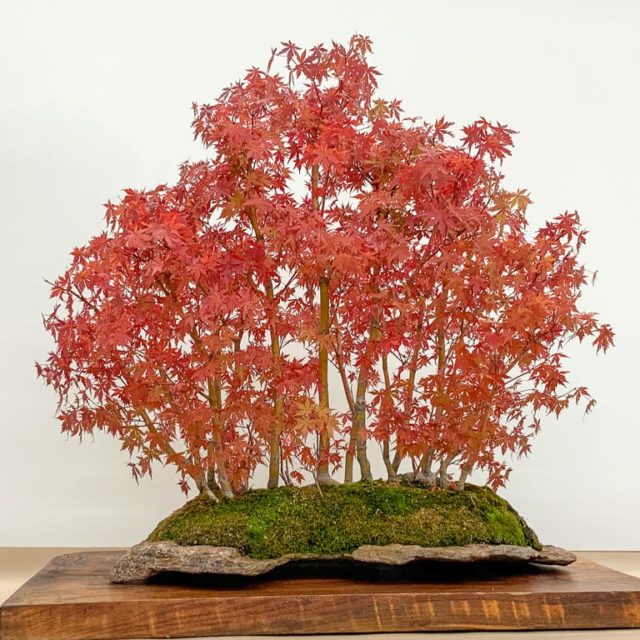 Highlights from Yamato Bonsai Kai's 48th annual exhibition - Bonsai Tonight