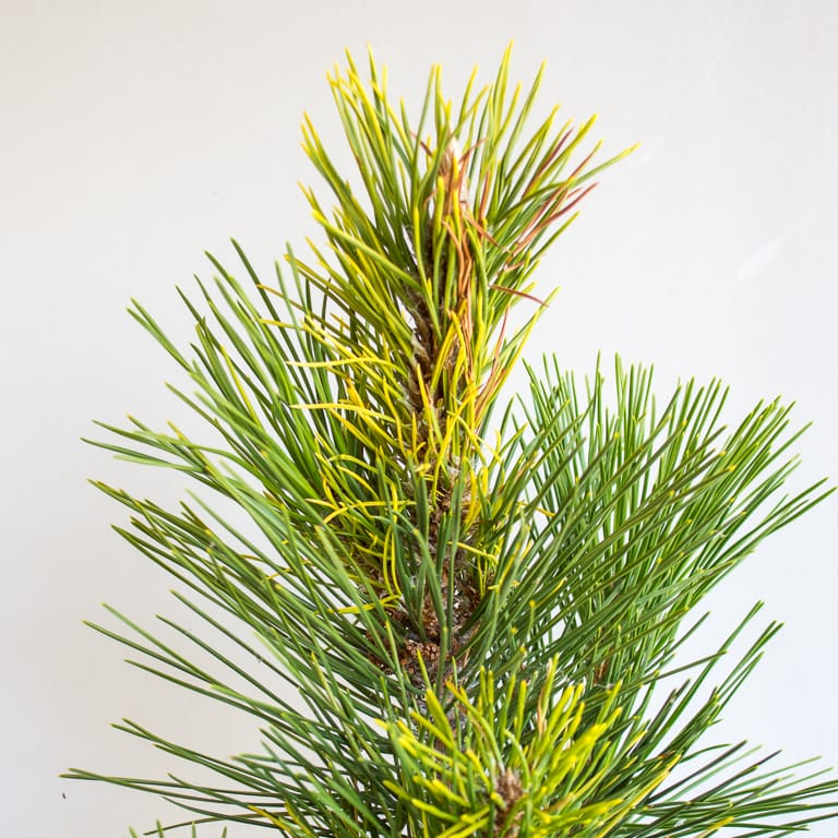 Deformed foliage on young pine