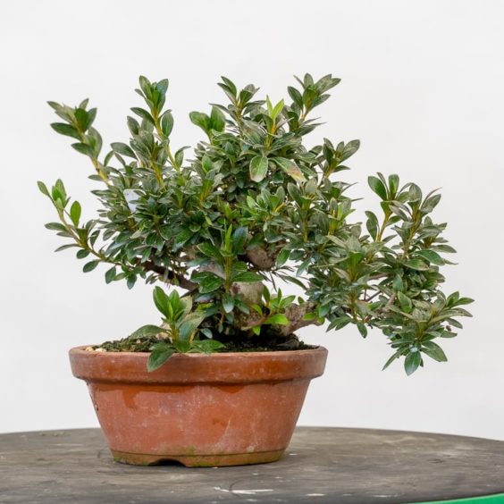 Fall cleanup on shohin satsuki azalea Bonsai Tonight