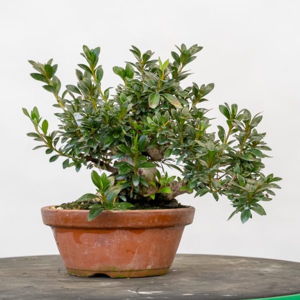 Fall cleanup on shohin satsuki azalea Bonsai Tonight