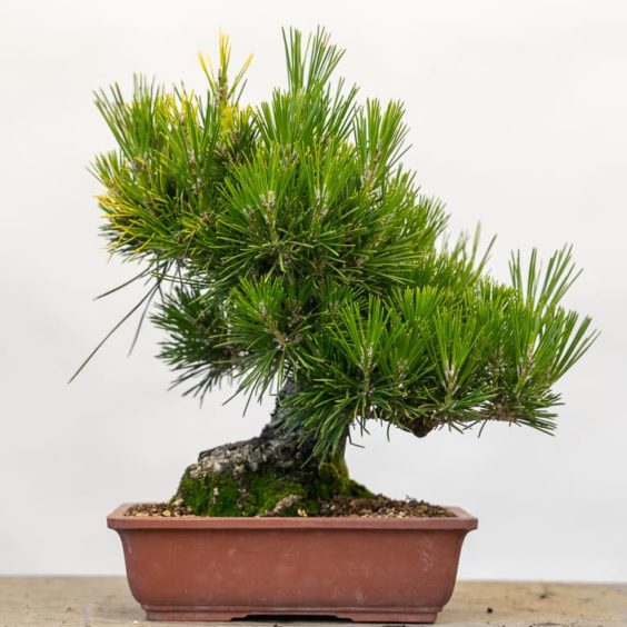 Diagnosing root rot in black and red pine bonsai Bonsai Tonight