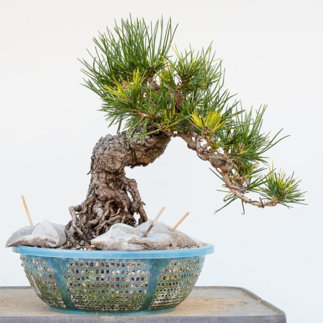 Diagnosing root rot in black and red pine bonsai - Bonsai Tonight